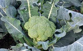 Manfaat Sayuran Hijau Brokoli atau Brassica Oleracea