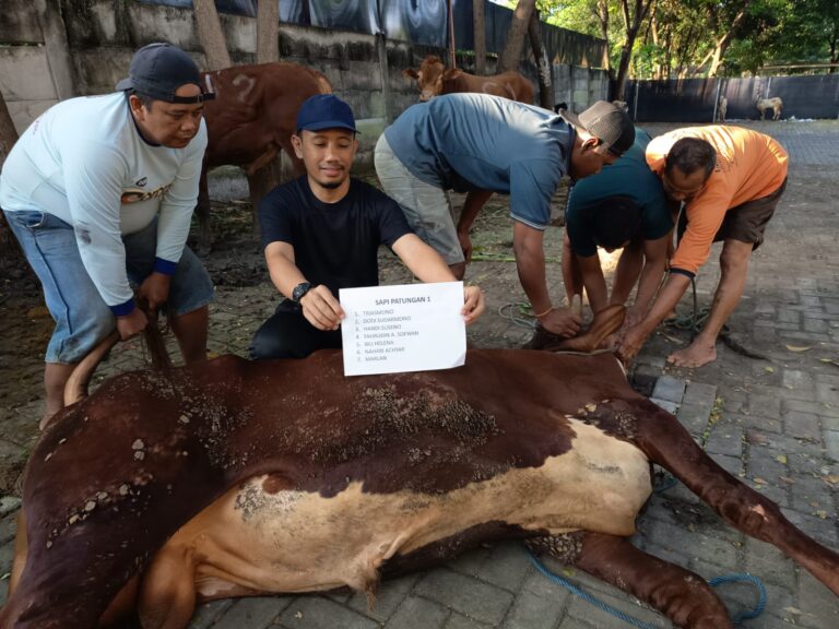 Penyembelihan Hewan Qurban di SMPIT Al Ibrah dan Masjid Islamic Center Al Ummah Berlangsung Khidmat